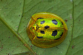 Tortoise beetle (Coptocycla undecimpunctata) on a leaf, Kaw, French Guiana