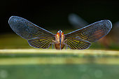 Derbid Planthopper (Derbidae sp), Kaw, French Guiana