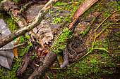 Barba Amarilla (Bothrops atrox) in the undergrowth, Kaw, French Guiana