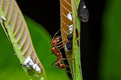 Ant (Ectatomma tuberculatum) with Treehoppers (Membracis) aned (Bolbonota sp) and nymphs on a leaf, Kaw, French Guiana