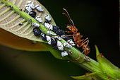 Treehopper (Bolbonota sp) and nymphs with Ant (Ectatomma tuberculatum) on a leaf, Kaw, French Guiana