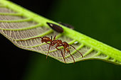 Ant (Ectatomma tuberculatum) on a leaf, Kaw, French Guiana