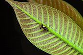 Cyphonie à massue (Cyphonia clavata) sur une feuille, Kaw, Guyane Française
