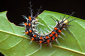 Stinging caterpillar, unknown species, Kaw, French Guyana
