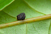 Treehopper (Tropidoscyta torva) on a leaf, Kaw, French Guiana