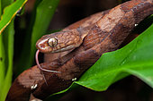 Neotropical Snail-eater (Dipsas indica), portrait, Belizon, French Guiana