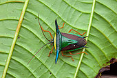 Stink bug (Edessa trabeata) on a leaf, Belizon, French Guiana