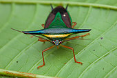Stink bug (Edessa trabeata) on a leaf, Belizon, French Guiana