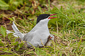 Arctic Tern (Sterna paradisaea) on its nest with two chicks, on one of the Farnes Islands, Great Britain