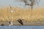 Black-headed gulls (Chroicocephalus ridibundus) harassing a Glossy ibis (Plegadis falcinellus) to steal the crayfish it has just caught, in a marsh in the Camargue, France.