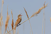 Great Reed Warbler (Acrocephalus arundinaceus) singing, perched on a Phragmites, in a Camargue marsh, France