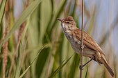Great Reed Warbler (Acrocephalus arundinaceus), perched on a Phragmites, in a Camargue marsh, France