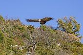 Griffon Vulture (Gyps fulvus) in flight in the Baronnies, Drôme, France