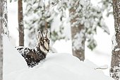 Chamois (Rupicapra rupicapra), portrait of a chamois resting in the snow, Tyrol, Austria, Europe
