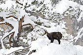 Chamois (Rupicapra rupicapra), chamois goat standing in front of a pine tree in light snowfall, Tyrol, Austria, Europe