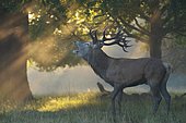 Red deer (Cervus elaphus), male in rut in morning mist with sun rays, Richmond Park, London, England, United Kingdom, Europe