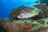 White trevally (Pseudocaranx dentex). Fish of the Canary Islands, Fuerteventura.