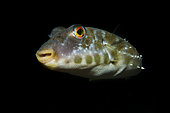 Bandtail puffer (Sphoeroides marmoratus). Fish of the Canary Islands, Tenerife.