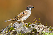 Eurasian Tree Sparrow (Passer montanus), side view of an adult standing on a rock, Campania, Italy