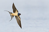 Barn Swallow (Hirundo rustica), adult in flight showing underparts, Campania, Italy