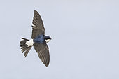 Common House Martin (Delichon urbicum), adult in flight showing upperparts, Campania, Italy