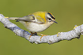 Common Firecrest (Regulus ignicapilla), side view of an adult male perched on a branch, Campania, Italy