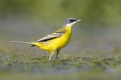 Yellow Wagatil (Motacilla flava cinereocapilla), side view of an adult male standing on the ground, Campania, Italy