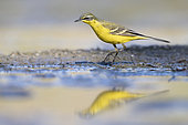 Yellow Wagatil (Motacilla flava), side view of an adult male standing on the ground, Campania, Italy