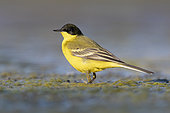 Yellow Wagatil (Motacilla flava feldegg), side view of an adult male standing on the ground, Campania, Italy