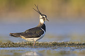 Northern Lapwing (Vanellus vanellus), side view of an adult female standing in the water, Campania, Italy