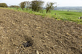 Badger (Meles meles) litrine, England