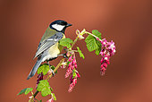 Great tit (Parus major) perched on redflower currant (Ribes sanguineum)