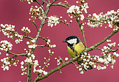 Great Tit (Parus major) perched amongst blackthorn flowers, England