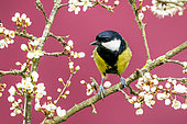 Great Tit (Parus major) perched amongst blackthorn flowers, England