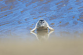 Grey seal (Halichoerus grypus) on the shore, Opal Coast, France