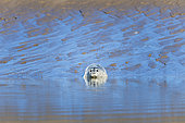 Grey seal (Halichoerus grypus) in the water, on the shore, Opal Coast, France