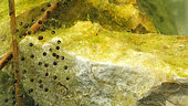 Lowland frog (Pelophylax ridibundus) eggs, day zero