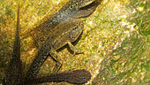 Lowland frog (Pelophylax ridibundus) legged tadpole, day fifty-six