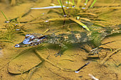 Schneider's Smooth-fronted Caiman (Paleosuchus trigonatus) young in water, Kaw, French Guiana