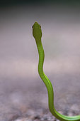 Green Vine Snake (Oxybelis fulgidus) standing, Montagne de Fer, French Guiana
