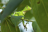 Green Iguana (Iguana iguana) young on a branch, Montagne de Fer, French Guiana