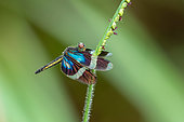 Bluewings Dragonfly (Zenithoptera viola) on a stem (Saramaca, French Guiana