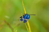 Bluewings Dragonfly (Zenithoptera viola) on a leaf (Saramaca, French Guiana