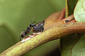 Trehopper (Tritropidia bifenestrata) and its eggs, protected by a Carpenter ant (Camponotus sp), Belizon, French Guyana