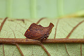 Leaf treehopper (Stegaspis fronditia) female on a leaf, Belizon, French Guiana