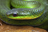 Blind Ground Snake (Erythrolamprus typhlus) portrait, Belizon, French Guiana