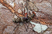 Longhorn beetle (Macropophora trochlearis) male and female, Saut Maripa, French Guiana