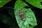 Longhorn beetle (Macropophora trochlearis) on a leaf, Saut Maripa, French Guiana