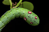 Sphinx chiron (Xylophanes chiron nechus) caterpillar, Saut Maripa, French Guiana