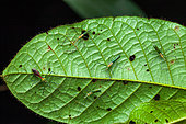 Assassin bugs (Zelus annulosus) under a leaf, Saut Maripa, French Guiana